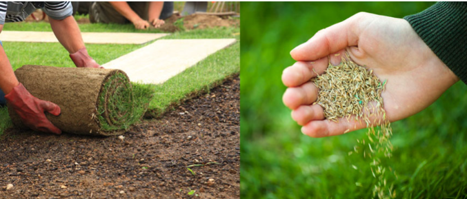Không cần sử dụng thuốc trừ sâu và phân bón